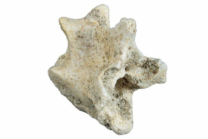 Fossil Sea Snake (Palaeophis) Vertebra - Morocco #277556